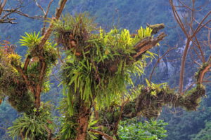 Parasite plants on trees in the nebulous wood of the Urubamba valley near Aguas Calientes, Machu Picchu Pueblo, Andes highland, Peru Parasite plants on trees in the nebulous wood of the Urubamba valley near Aguas Calientes, Machu Picchu Pueblo, Andes highland, Peru